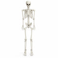 5.4 FT Poseable Skeleton A207527