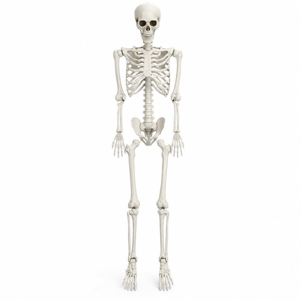 5.4 FT Poseable Skeleton A207527