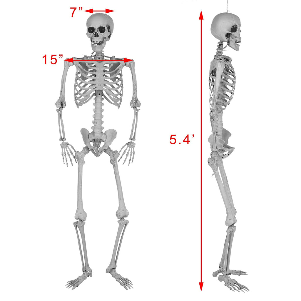 5.4 Ft Lighted Life Size Plastic Skeleton with Movable Joint B431443