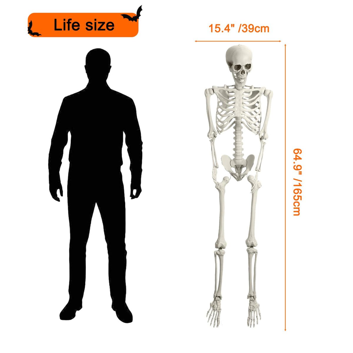 5.4ft Poseable Skeleton U4600