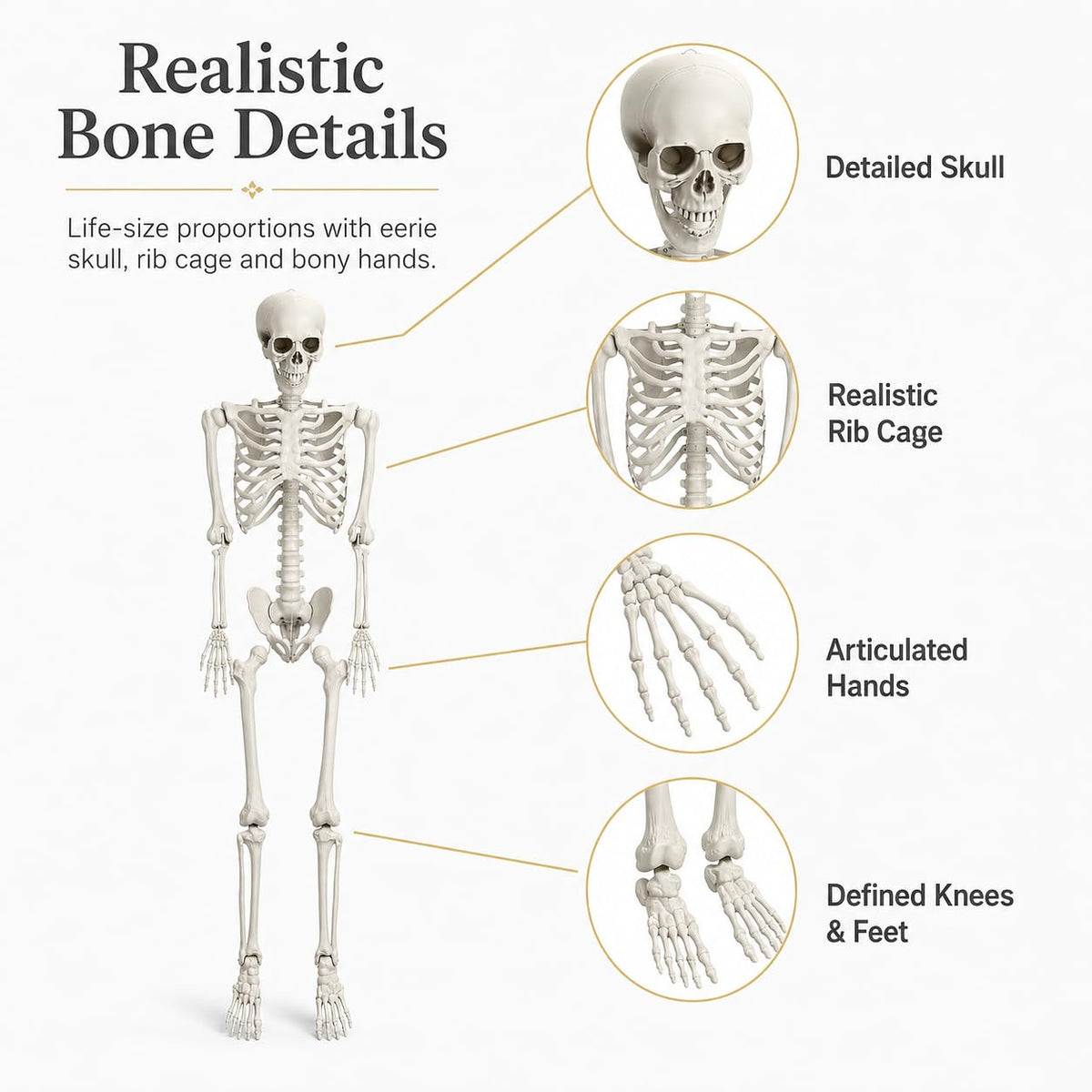 5.4 FT Poseable Skeleton A207527