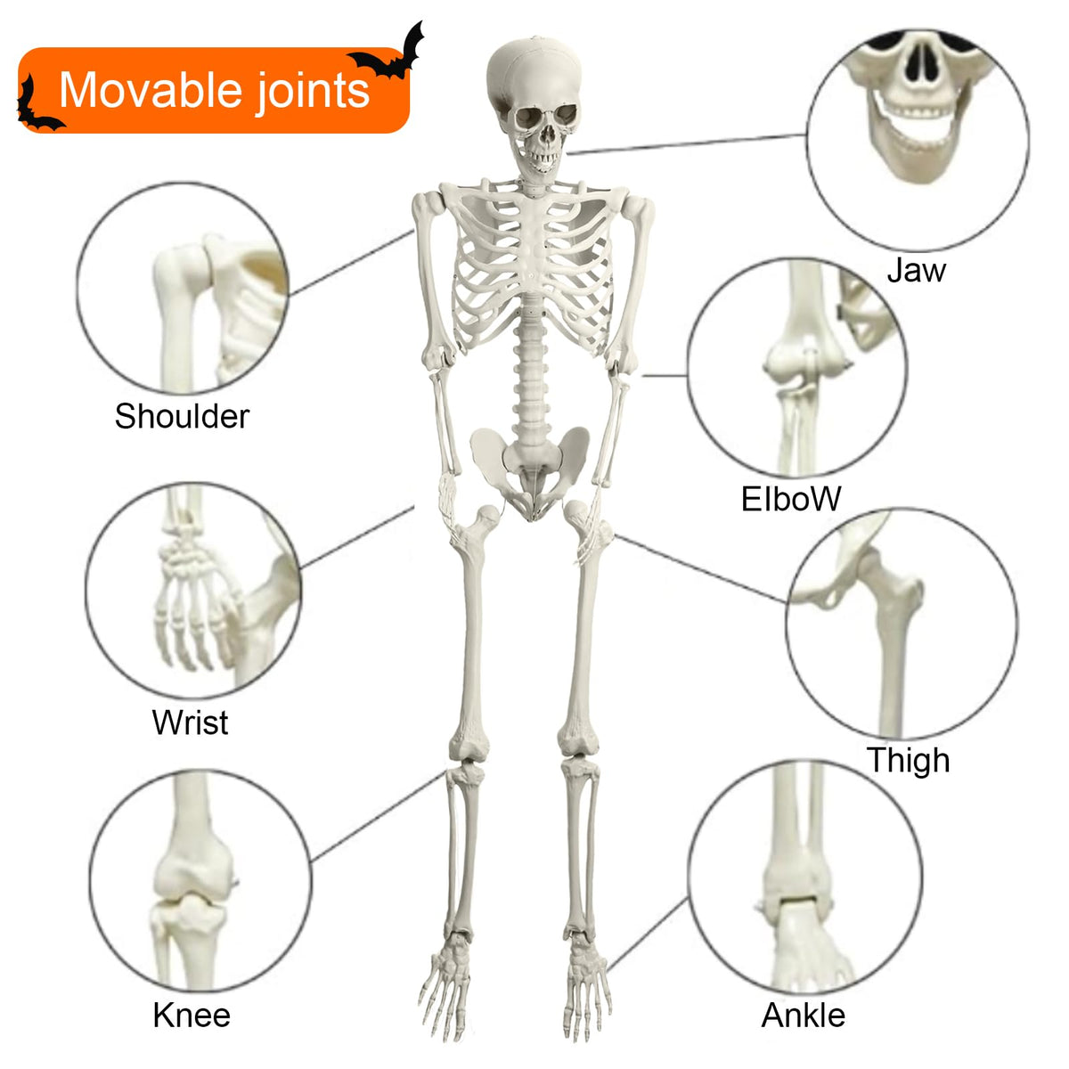 5.4ft Poseable Skeleton U4600