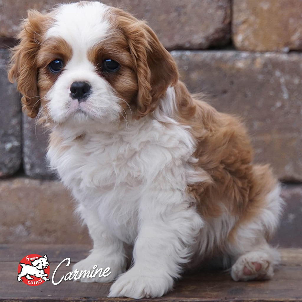 Dry Puppy Food Chicken Recipe 15 lb O43497