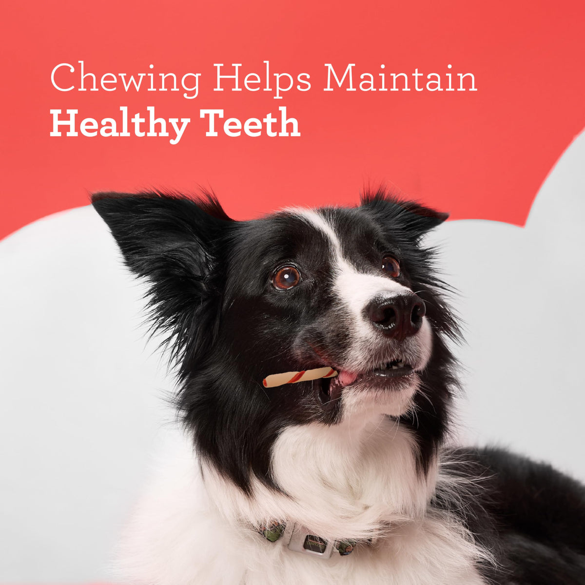 Rawhide-Free Dog Treats With Real Protein, 50 Count R94993
